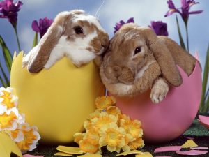 happy-easter-eggs-and-bunny-pictures